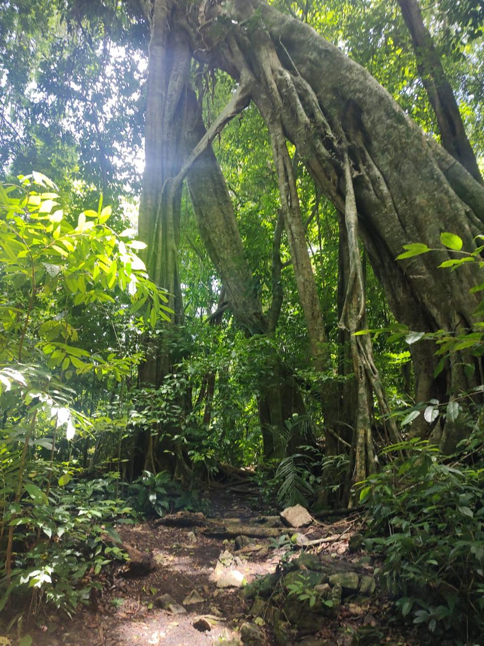 Jungle